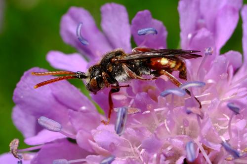 Nomada sp.